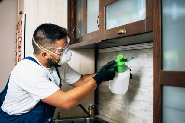 Best Spider Control Near Me  in Springdale, NJ