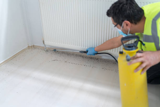 Best Termite Control Services  in Springdale, NJ