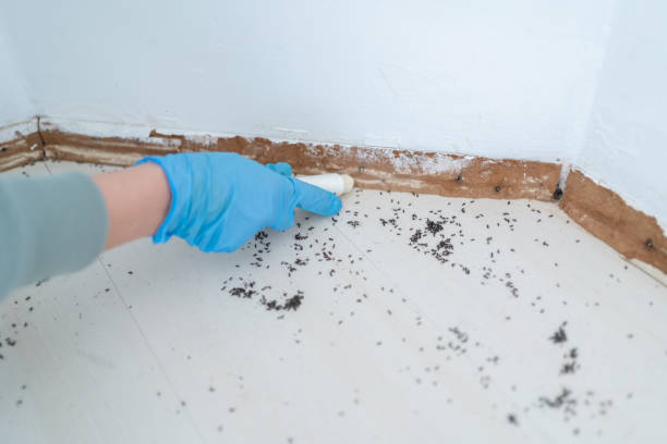 Best Exterminator Services  in Springdale, NJ