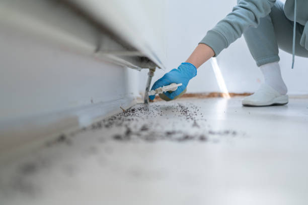 Best Mosquito Control Services  in Springdale, NJ